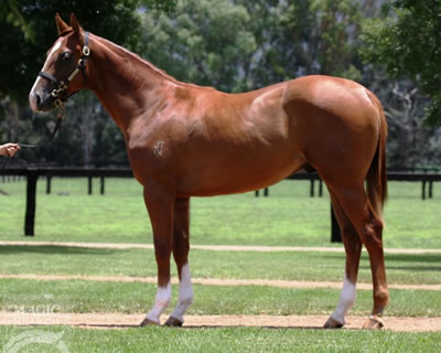 Star Turn as a yearling