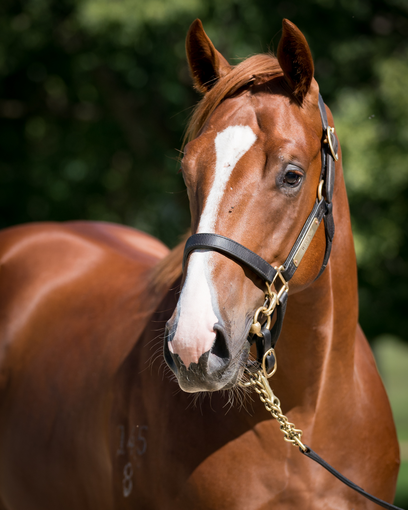 Widden Lot 354 - Capitalist x Brand New Choice - Colt - Widden Stud
