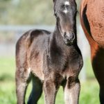 Cool Passion x Lonhro - Filly