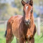 Cottoned On x Astern - Filly