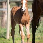 Counterplay x Trapeze Artist - Filly