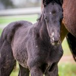 Cries and Whiskers x Lonhro - Filly