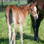 Difficult to Get x Stratum Star - Filly