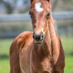 French Emotion x I Am Invincible - Filly
