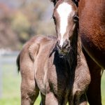 Image x Trapeze Artist - Filly