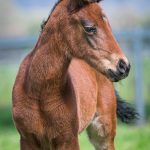 Rosa's Spur x Zoustar - Filly
