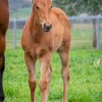 Winesearch x Star Witness - Filly