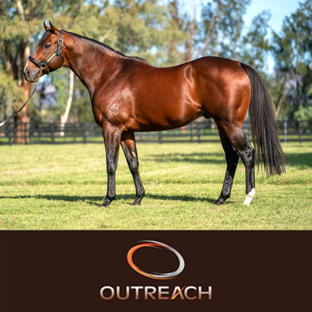 Widden Stud Stallions