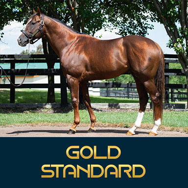 Gold Standard Stallion