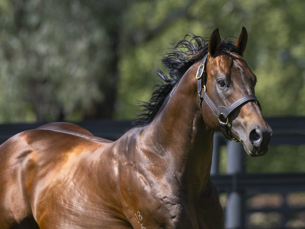 wildswans　solon Zousain - Widden Stud