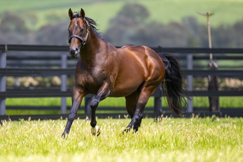 wildswans　solon Zousain - Widden Stud