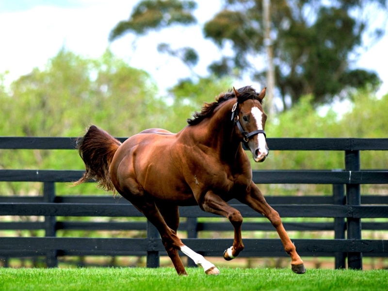 Gold Standard Widden Stud