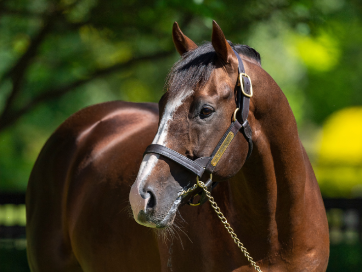 Gold Digger (horse) - American Classic Pedigrees