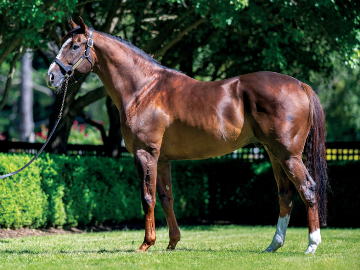 Gold Digger (horse) - American Classic Pedigrees